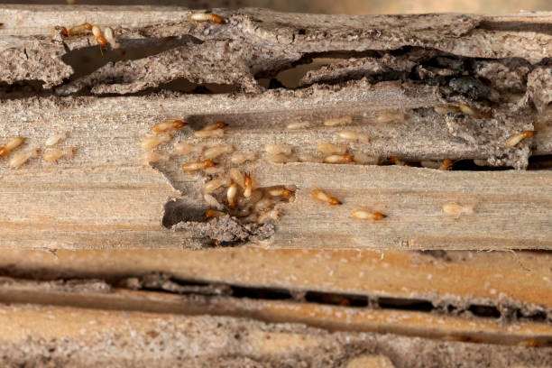 Best Flea Control Services  in Marlboro, NY